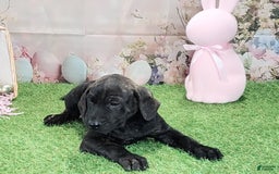 Catahoula Leopard Dog dogs for sale: Love Bug 2025 F2 - Image 3