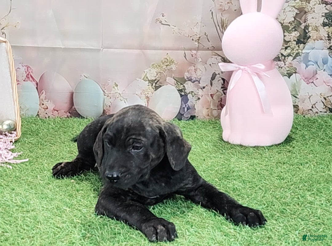 Catahoula Leopard Dog dogs for sale: Love Bug 2025 F2 - Image 3