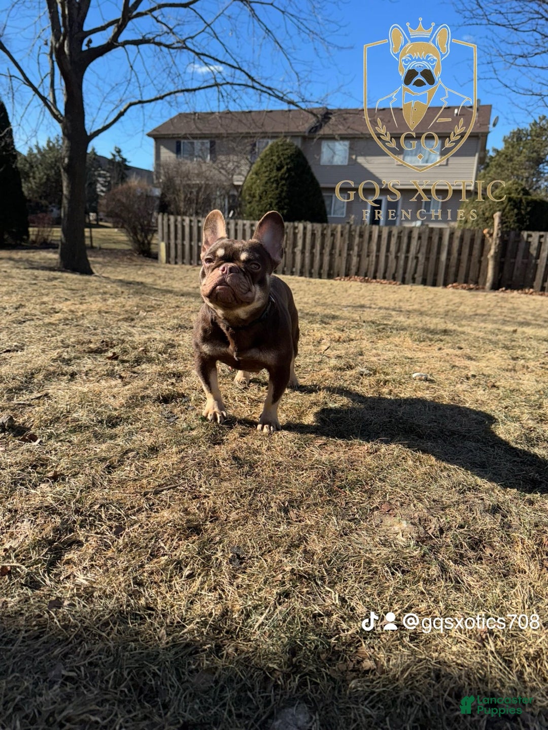 French Bulldog dogs for sale: Bahha - Image 14