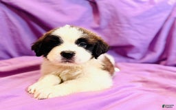 Saint Bernard dogs for sale: 14 Saints Available - Image 20