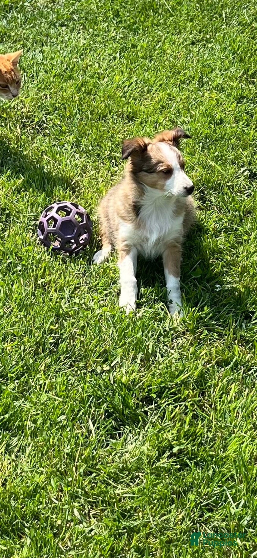 Shetland Sheepdog dogs for sale: Pam - Image 5
