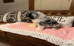 Labradoodle dogs for sale: Multigenerational Coco - Image 14