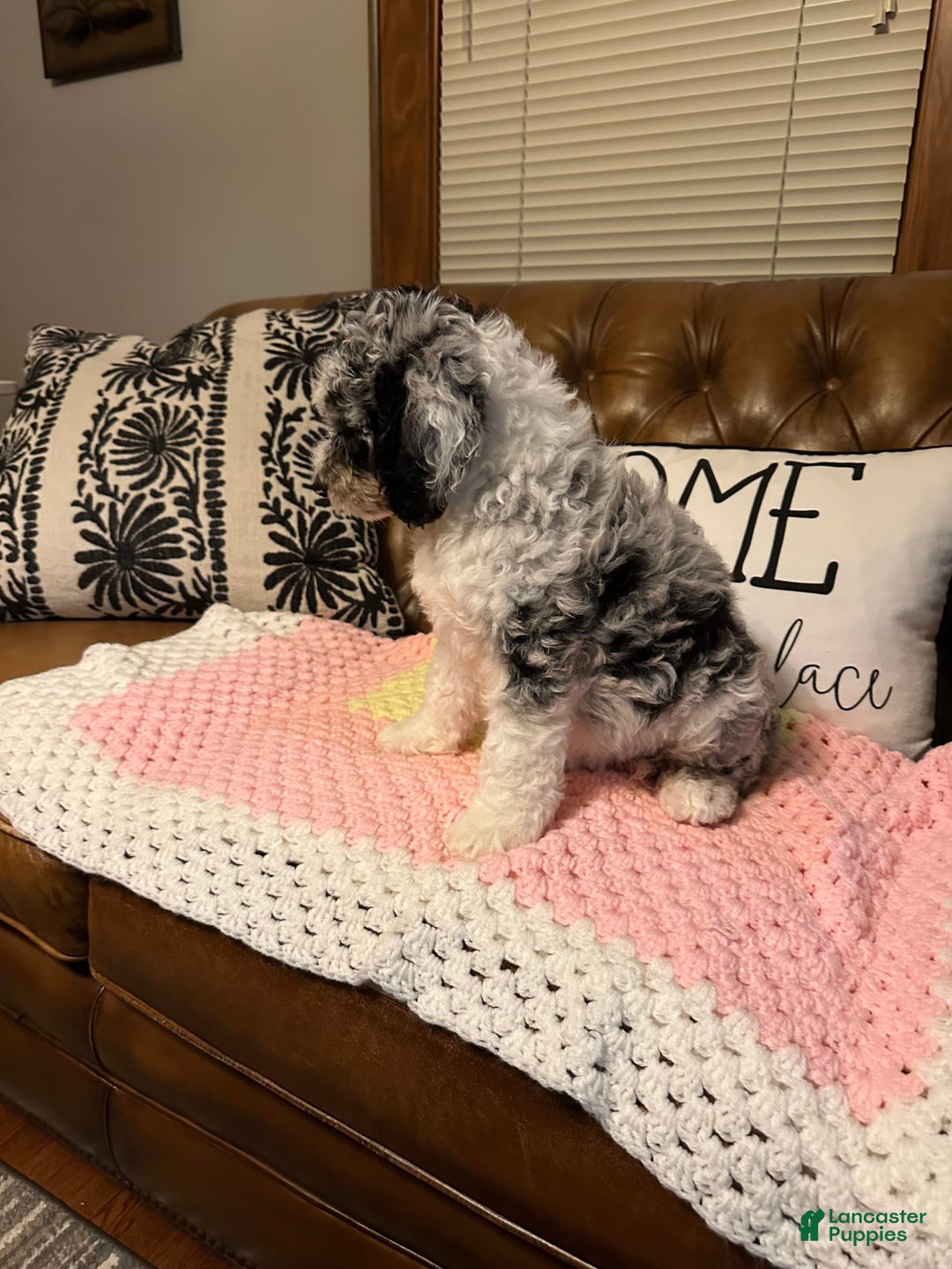 Labradoodle dogs for sale: Multigenerational Coco - Image 14