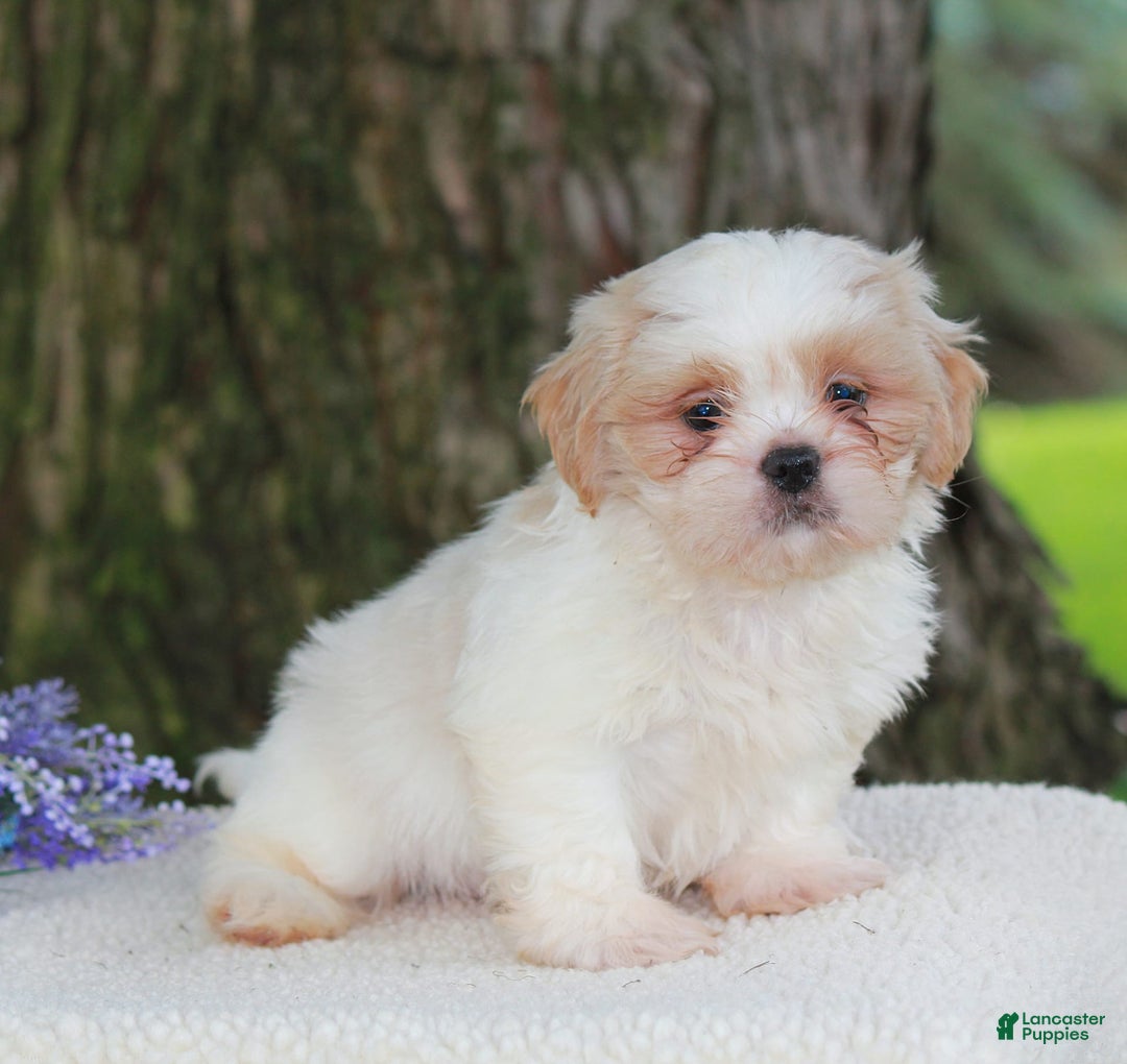 Shih Tzu dogs for sale: Colby - Image 2