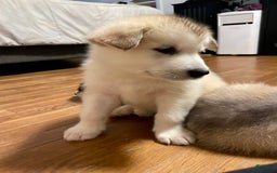 Alaskan Malamute dogs for sale: Acadia - Image 6