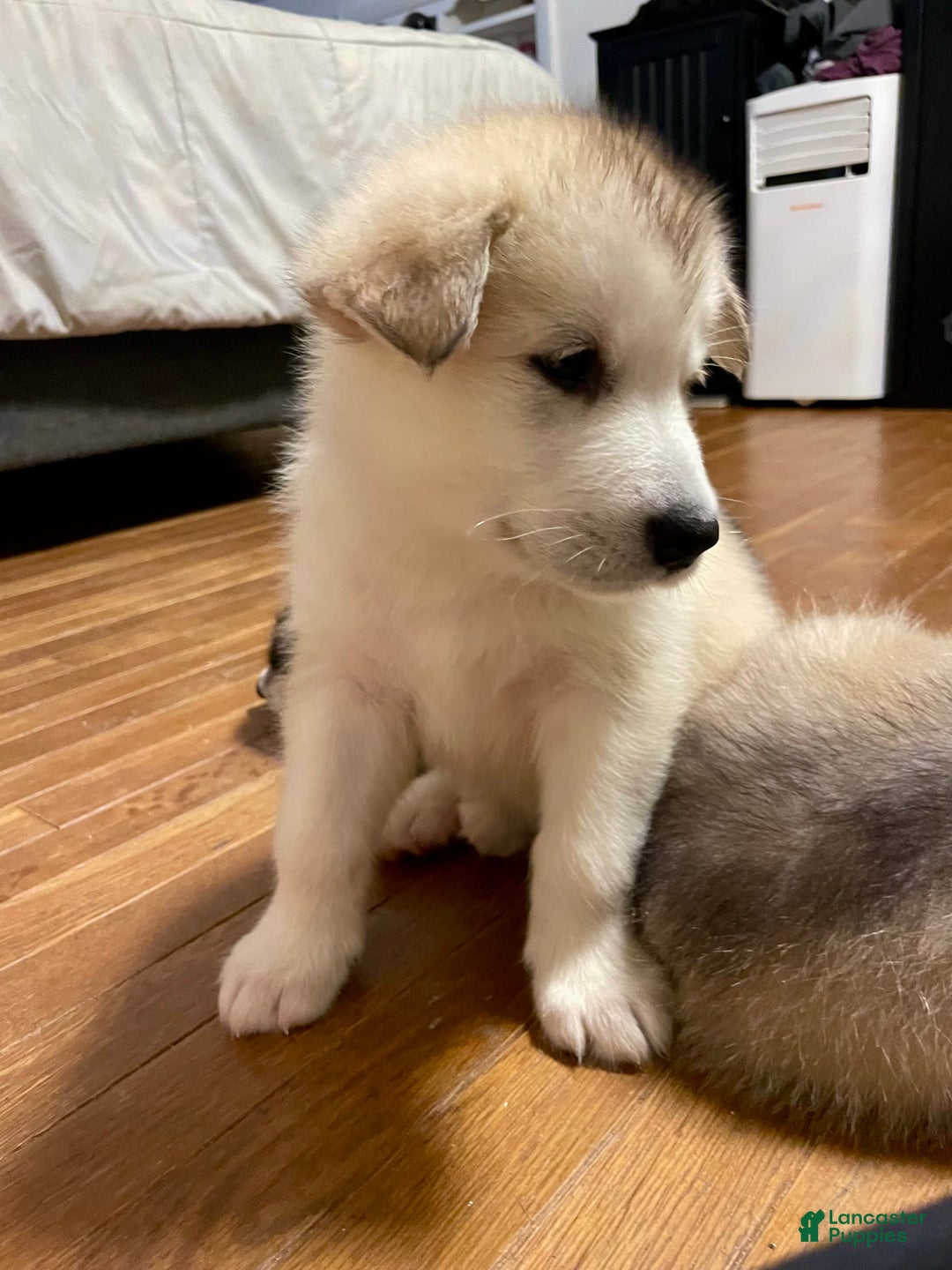 Alaskan Malamute dogs for sale: Acadia - Image 6