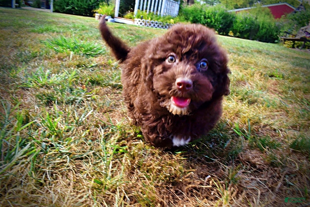 Havapoo dogs for sale: Jesse - Image 5