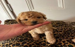 Maltipoo dogs for sale: Naya - Image 1