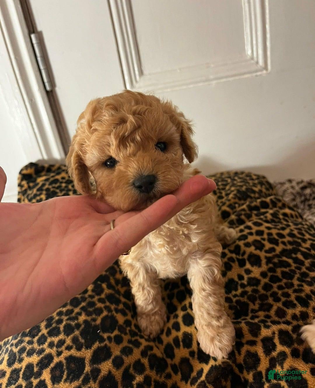 Maltipoo dogs for sale: Naya - Image 1