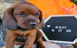 Redbone Coonhound dogs for sale: Roxy - Image 4