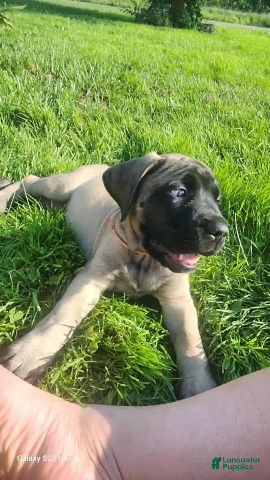 English Mastiff dogs for sale: Pinky - Image 14