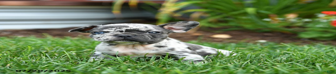 Bixie