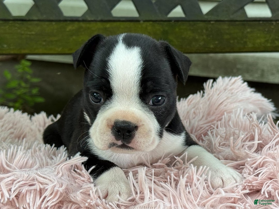 Frenchton dogs for sale: Jodi - Image 11