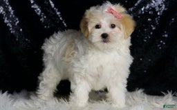 Maltipoo dogs for sale: Prissy - Image 5
