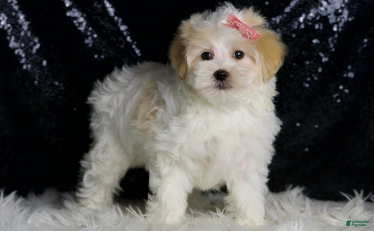 Maltipoo dogs - Advert 9