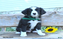 Border Collie dogs for sale: Reign - Image 2
