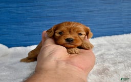 Cavapoo dogs for sale: Viviana - Image 5