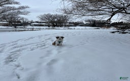 Miniature Australian Shepherd dogs for sale: Truffle - Image 5