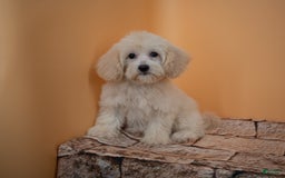 Maltipoo dogs for sale: Rebecca - Image 2