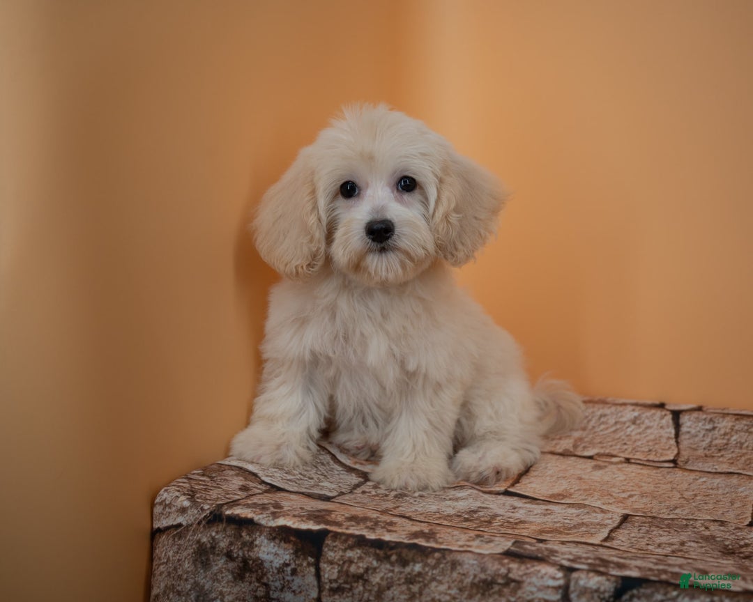 Maltipoo dogs for sale: Rebecca - Image 2