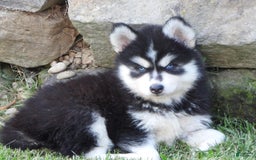 Pomsky dogs for sale: Spike - Image 6