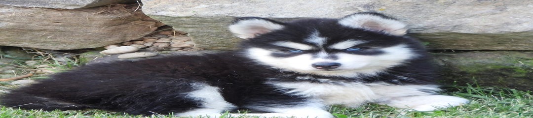 Spike