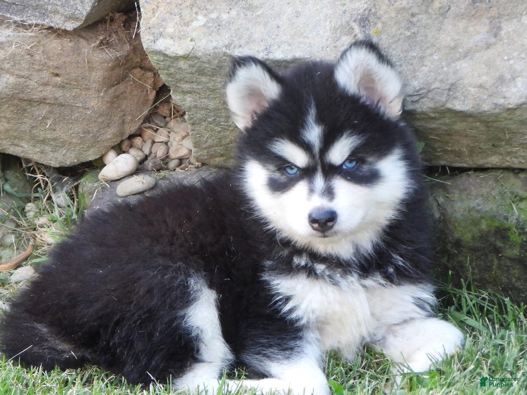 Pomsky dogs for sale: Spike - Image 6