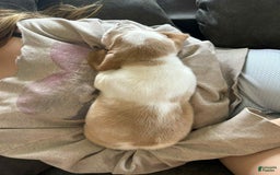 Basset Hound dogs for sale: Daisy - Image 8
