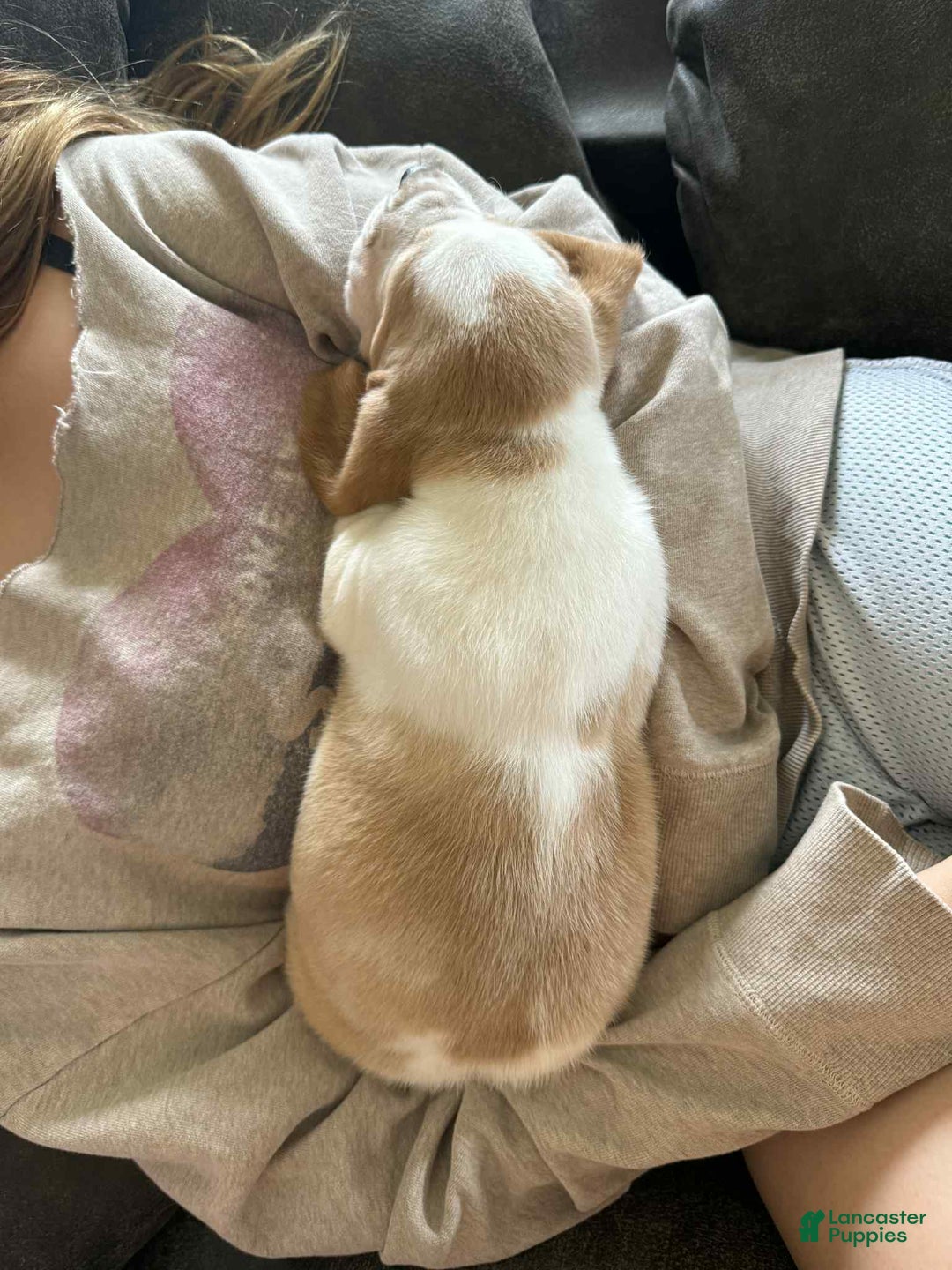 Basset Hound dogs for sale: Daisy - Image 8