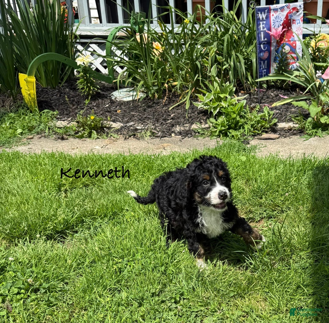 Bernedoodle dogs for sale: Kenneth - Image 4