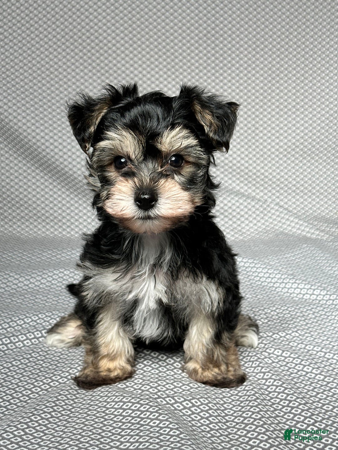 Yochon dogs for sale: Jake - Image 2