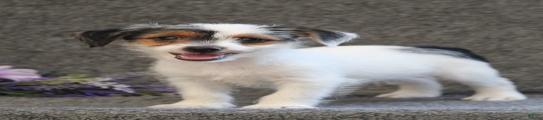 Teeko