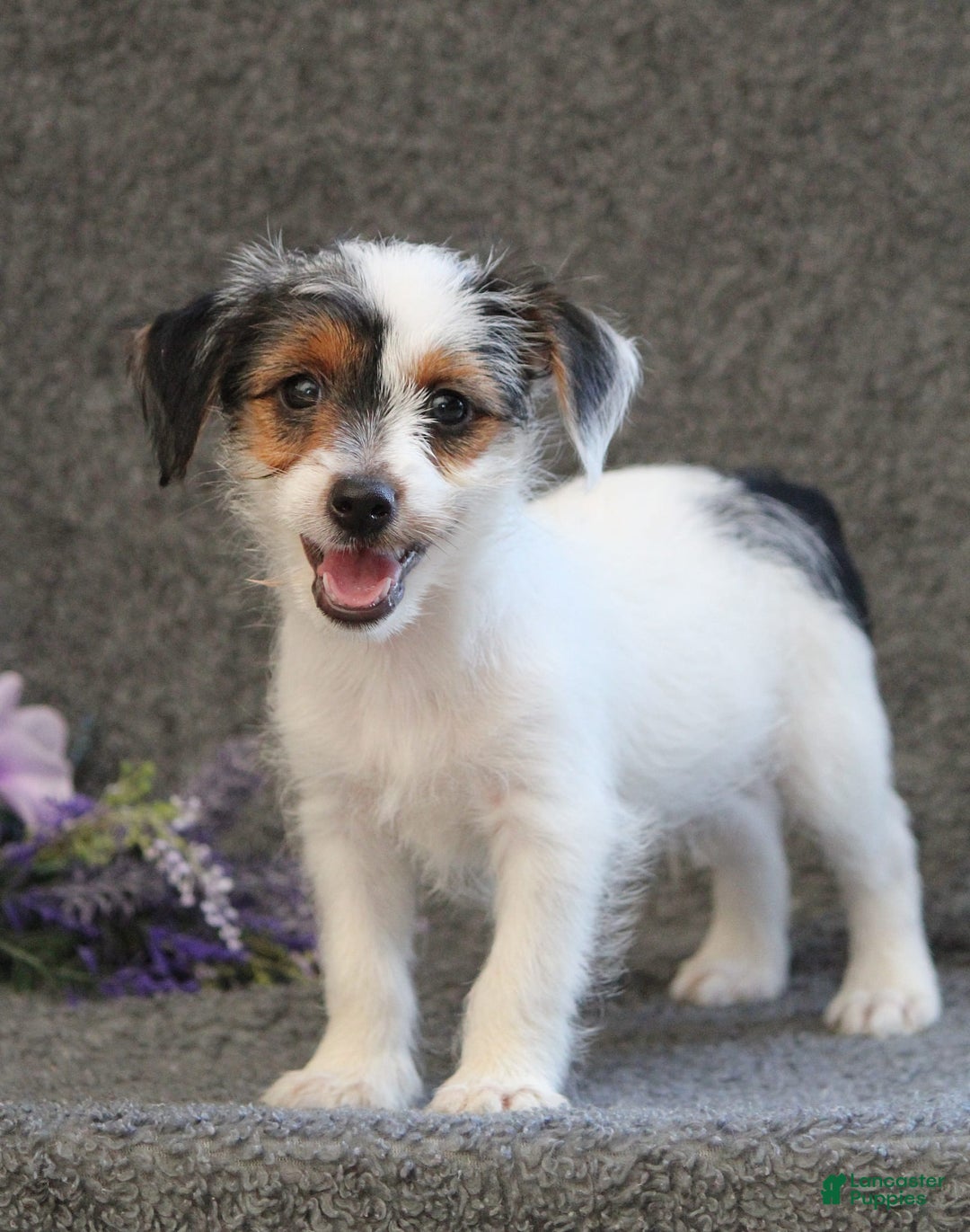 Yorkshire Terrier dogs for sale: Teeko - Image 6