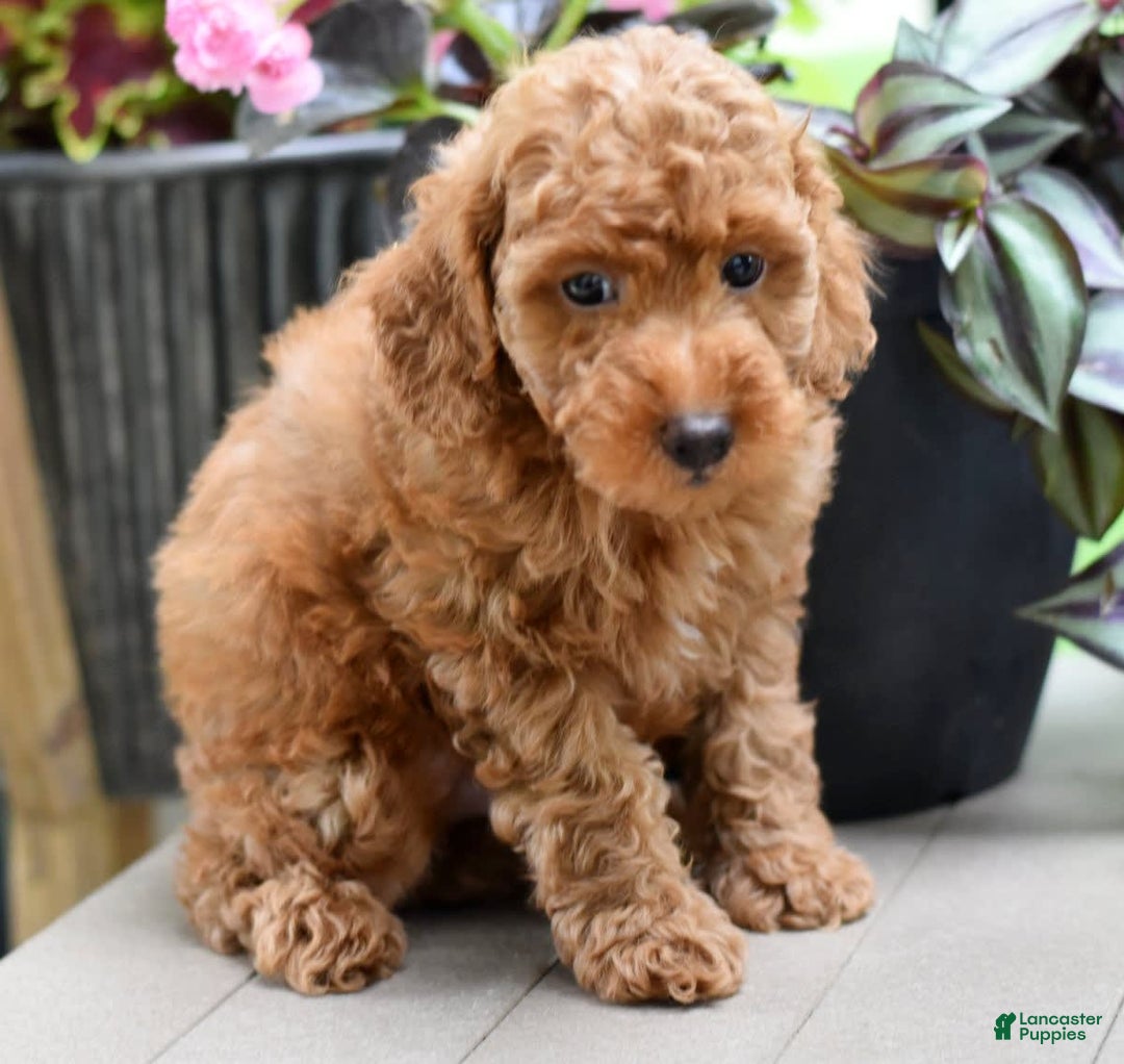 Miniature Poodle dogs for sale: Leo - Image 8