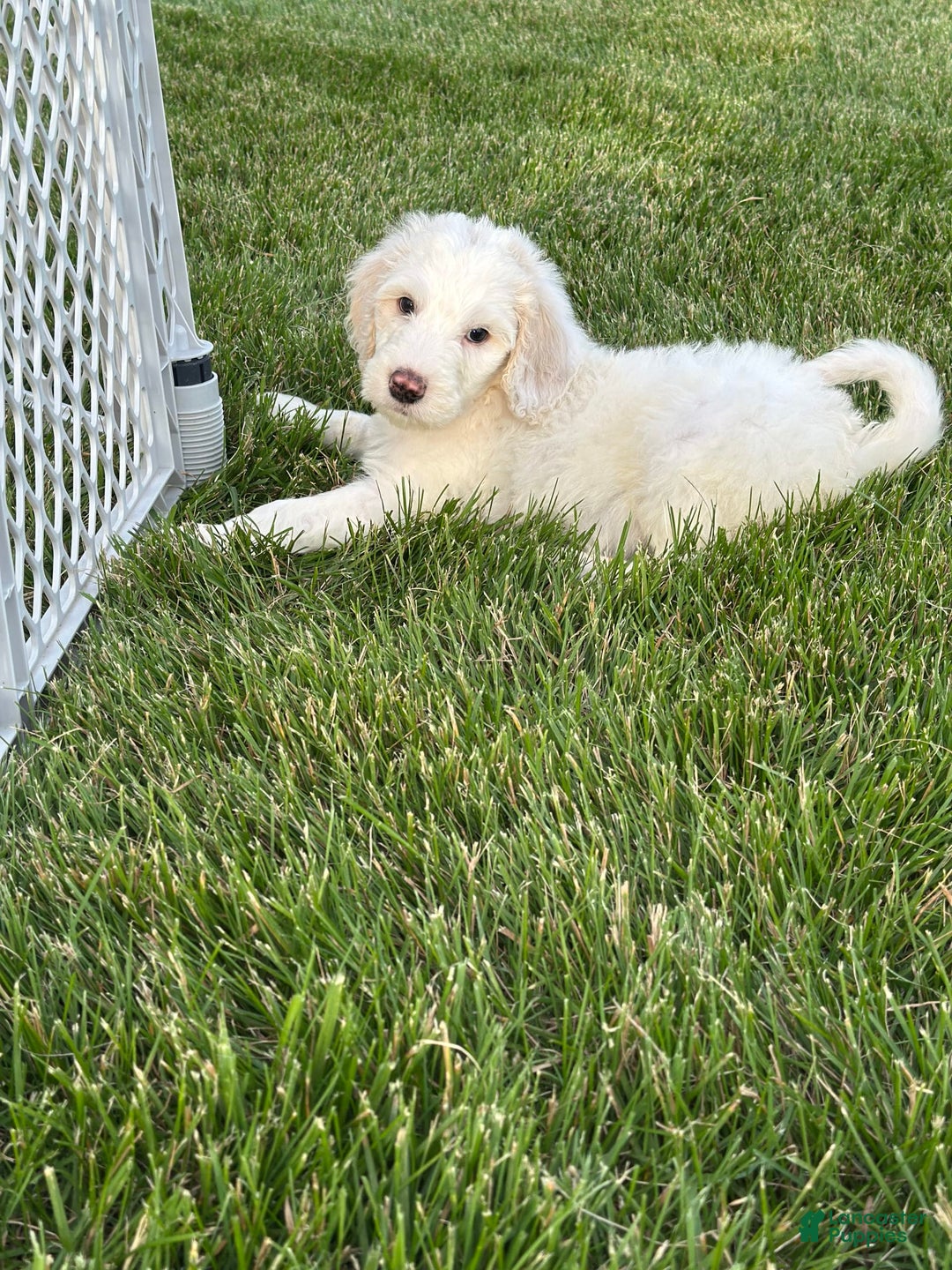 Newfypoo dogs for sale: Lex Luther - Image 5