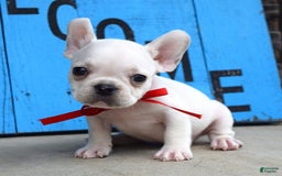French Bulldog dogs for sale: Fido - Image 2