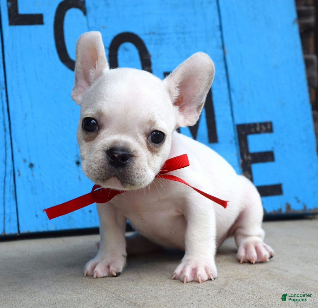 French Bulldog dogs for sale: Fido - Image 2