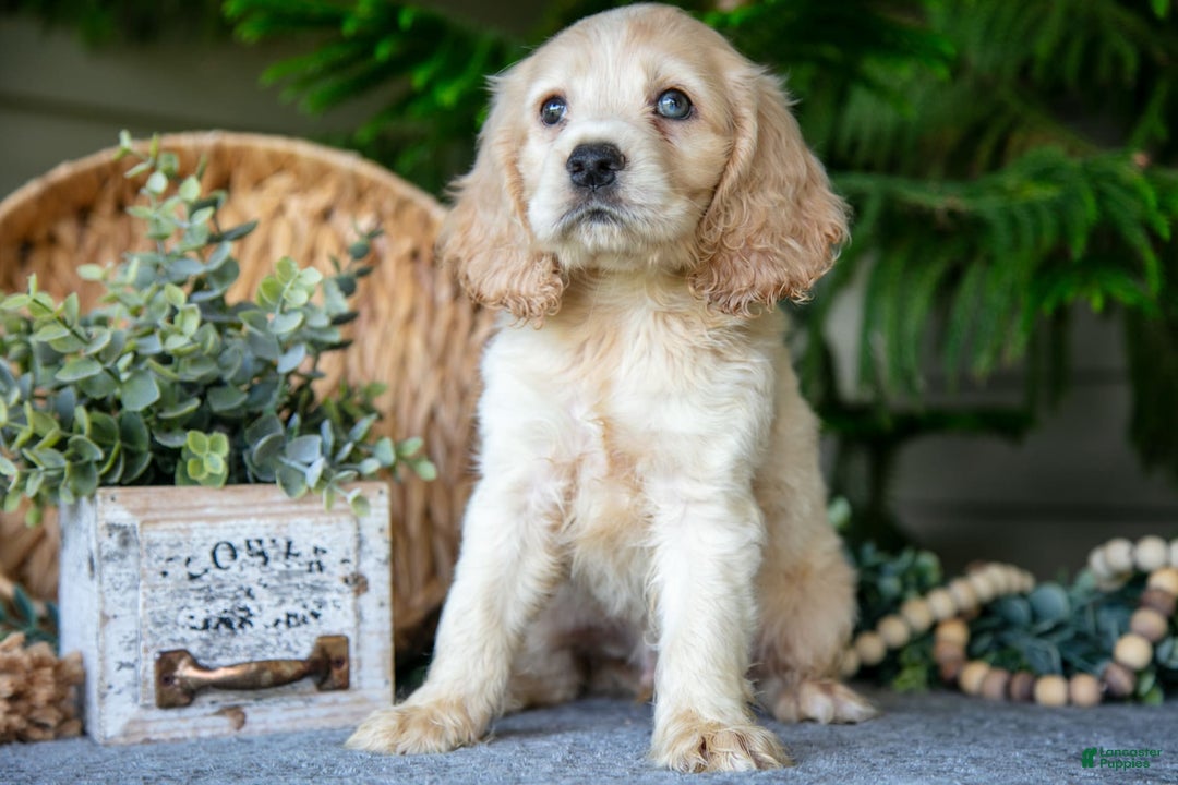 Cocker Spaniel dogs for sale: Pudge - Image 3