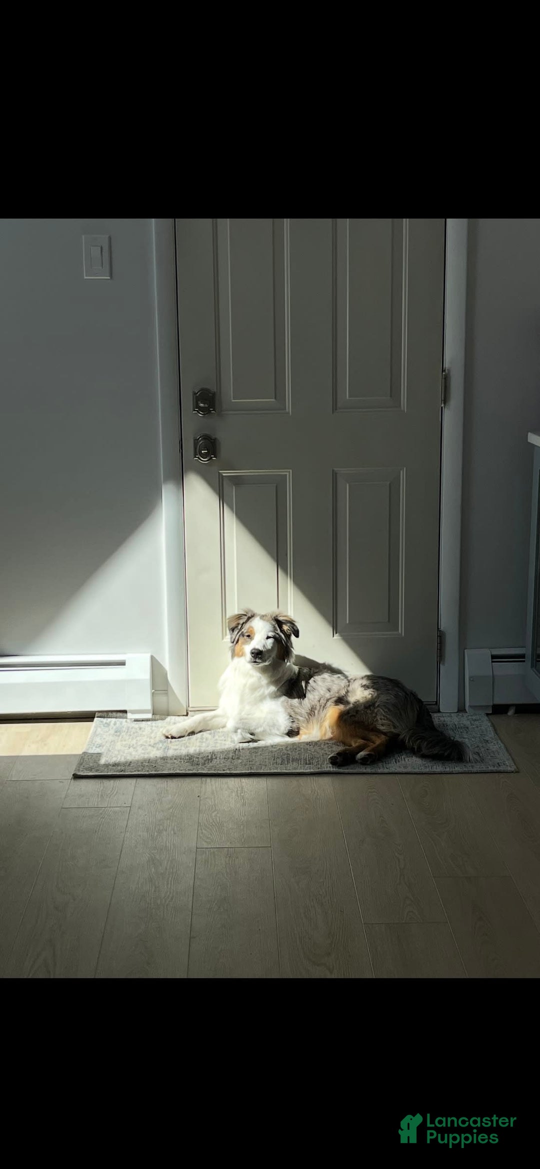 Miniature Australian Shepherd dogs for sale: Truffle - Image 8
