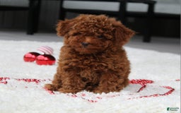 Toy Poodle dogs for sale: Eleanor - Image 12