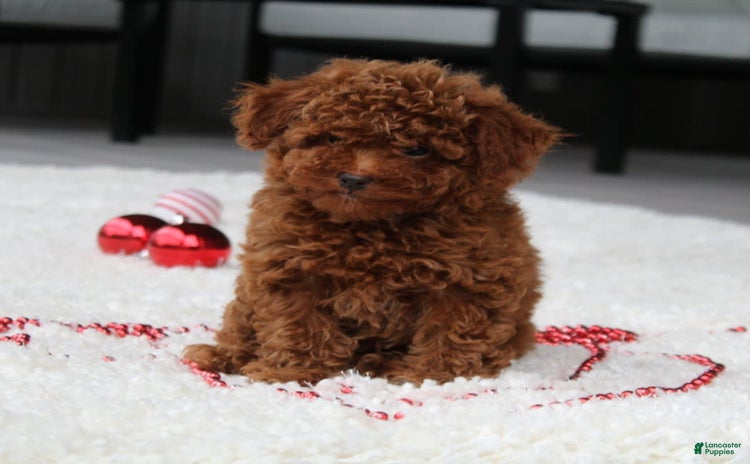 Toy Poodle dogs for sale - Ad 3