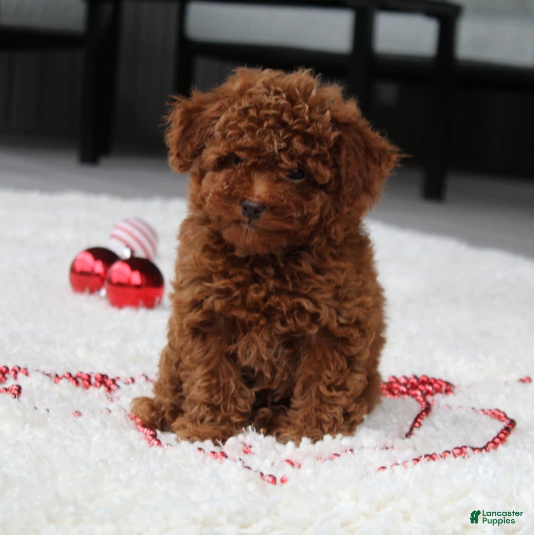 Toy Poodle dogs for sale: Eleanor - Image 12