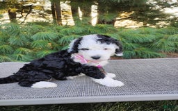 Bernedoodle dogs for sale: Brie - Image 3