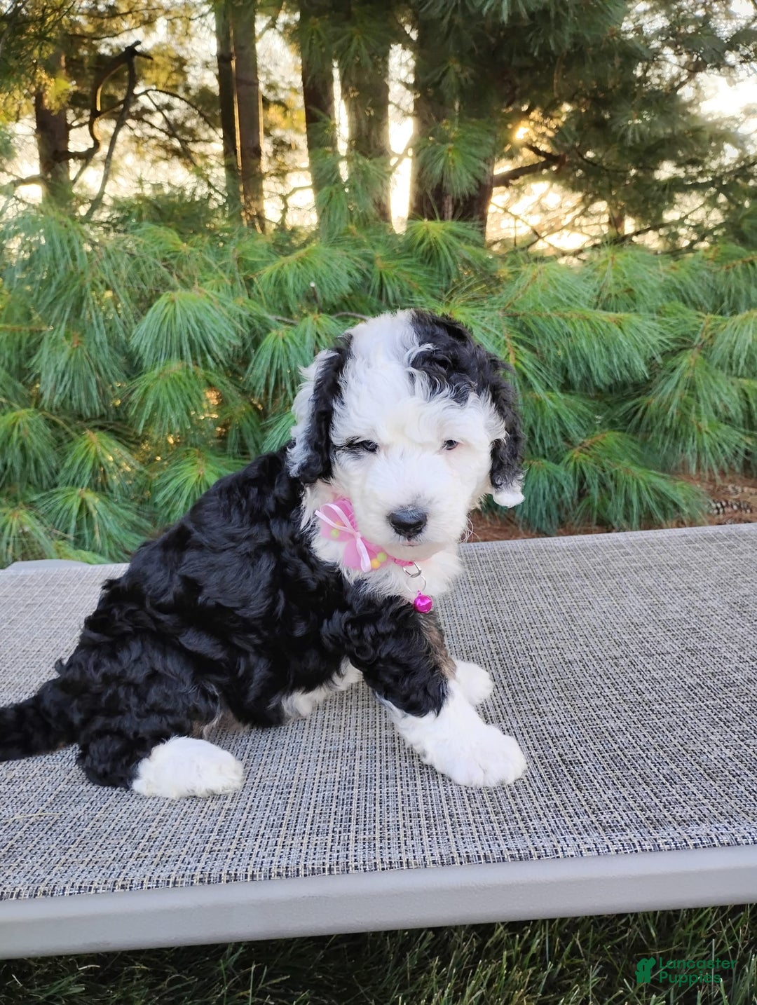 Bernedoodle dogs for sale: Brie - Image 3