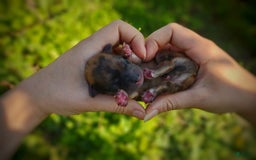 Morkie dogs for sale: Rare Gold Merle Beetle - Image 6
