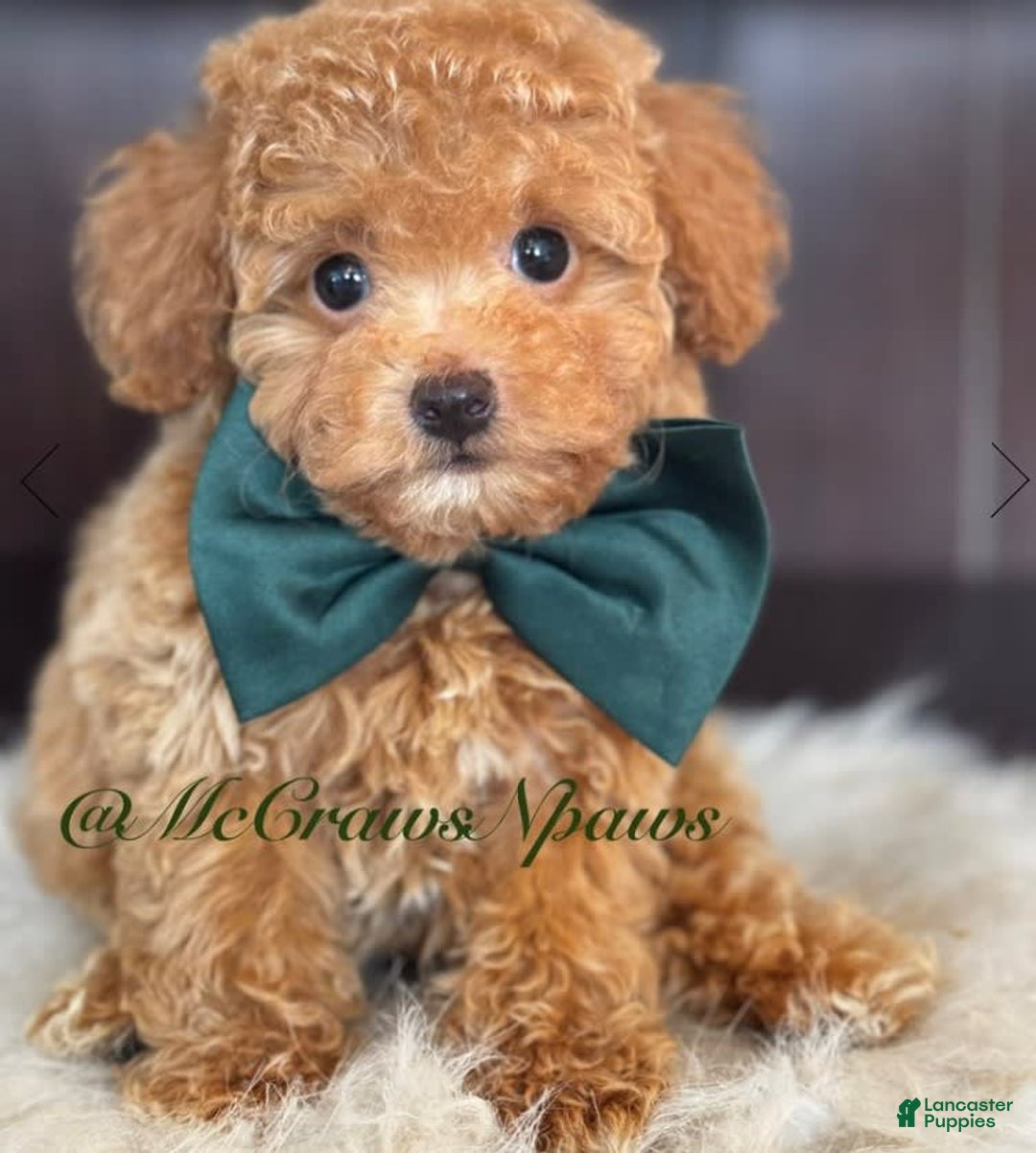 Toy Poodle dogs for sale: Little Boy - Image 2
