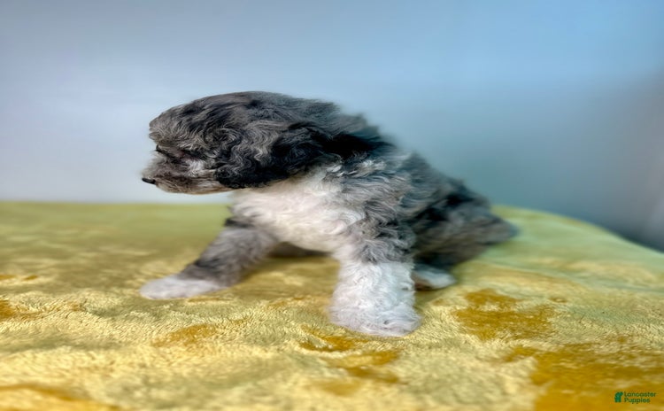 Mini Bernedoodle dogs for sale - Ad 4