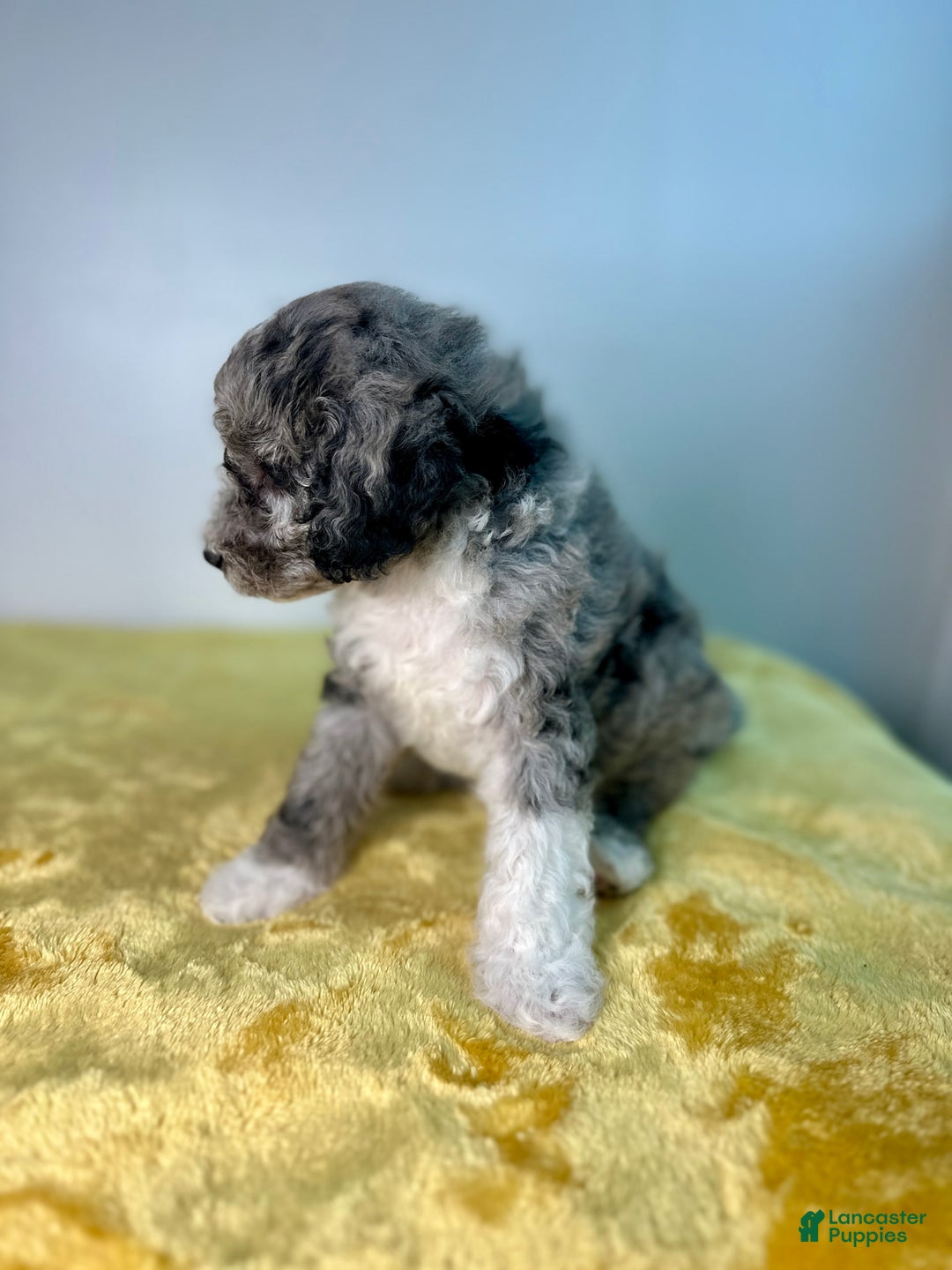 Mini Bernedoodle dogs for sale: Moon - Image 1