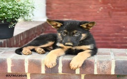 German Shepherd dogs for sale: Monty - Image 5