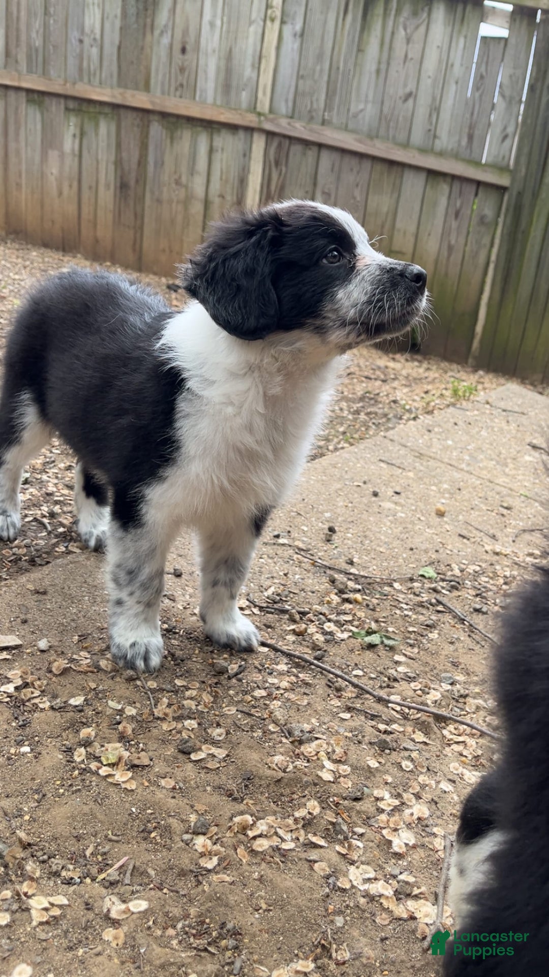 Australian Cattle Dog dogs for sale: Ash - Image 4